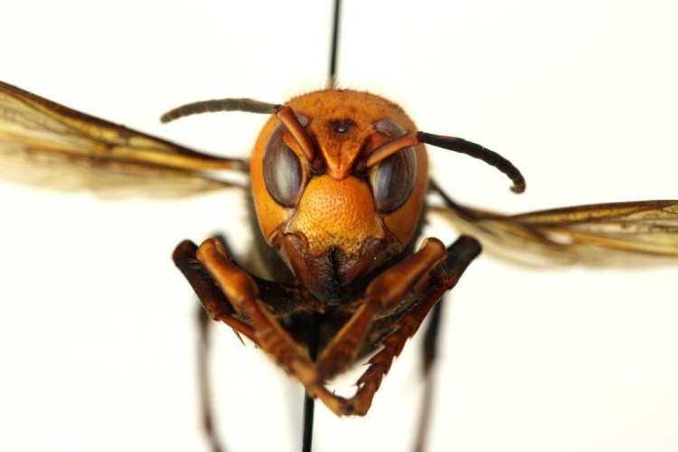 Asian giant hornets, nicknamed "murder hornets," attack honeybee hives, decapitate the bees and feed their bodies to their young. 