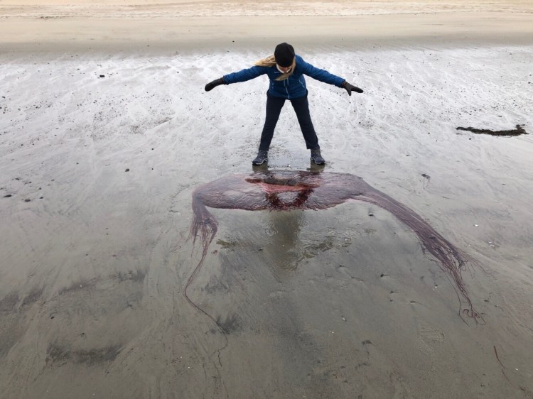 Suzanne Beaulieu of Saco stands next to a lion's mane jellyfish near Ferry Beach State Park in Saco at the end of April. She had never see one in 40 years walking on the beach, but saw a second one Friday.