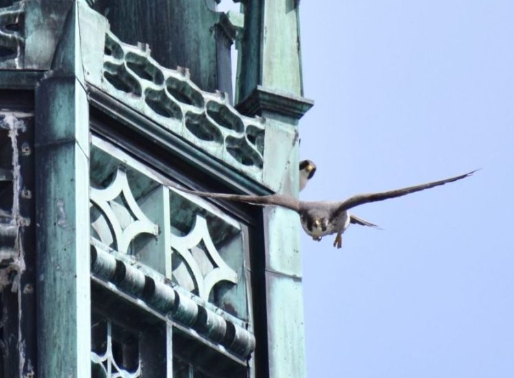 Lizzie, a peregrine falcon hatched in Acadia, finds romance a few counties over. 