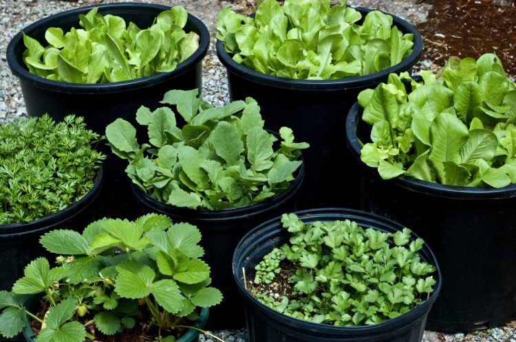 You can grow all sorts of things in containers, including the lettuce, herbs and strawberries pictured here. 