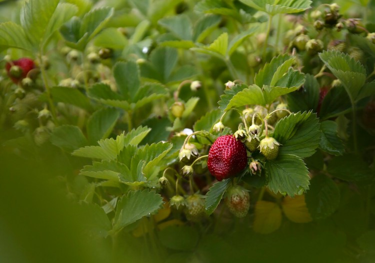 CAPE ELIZABETH, ME - JUNE 15: Strawberries await picking at Maxwell’s Farm in Cape Elizabeth. (Staff photo by Derek Davis/Staff Photographer)