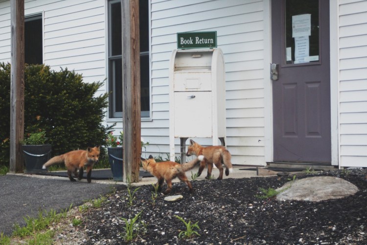 Foxes waiting for curbside pickup at Palermo Community Library.