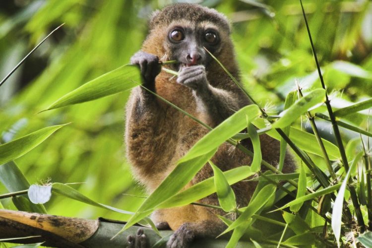 A golden bamboo lemur in Madagascar.