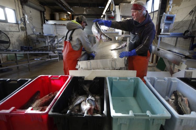 A small load of pollack is sorted as it comes off a boat at the Portland Fish Exchange in Portland on March 25. Fishing dropped from March 11 to April 28 because of concern about spreading the virus on boats and because of decreased demand for seafood.