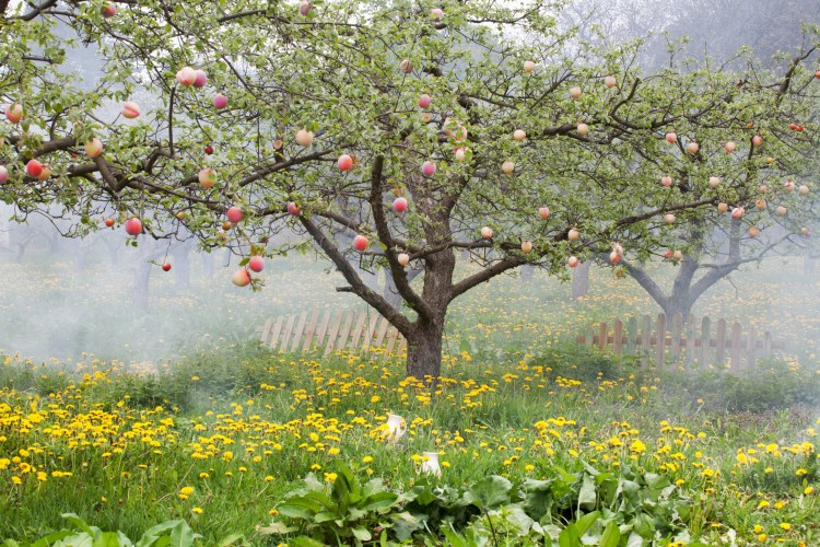 Plant happiness and a steady food supply. Plant a peach tree. Gardening columnist Tom Atwell has one on his property. 