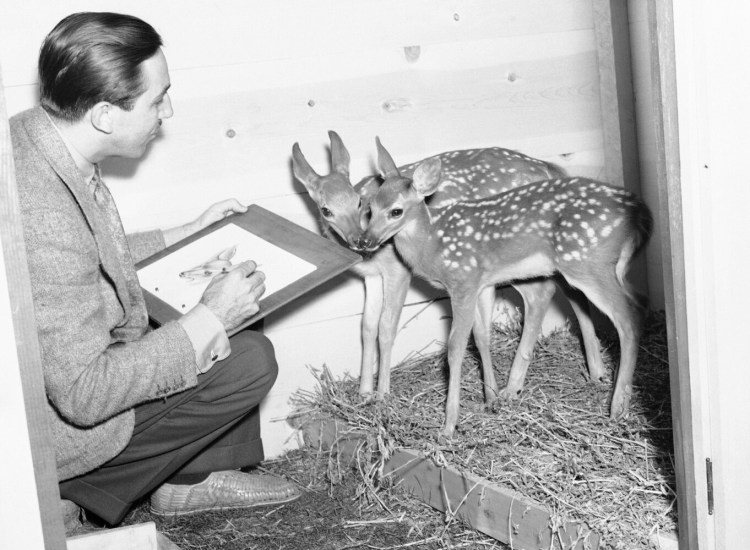 Walt Disney sketches two 12-week-old fawns that will act as the models for the hero and heroine of Disney's new production, "Bambi," in Hollywood, Calif. in July 1938. 
