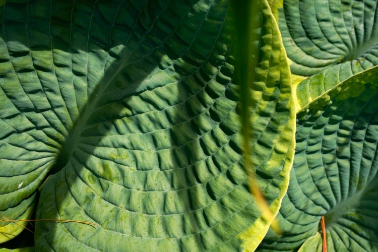 CAPE ELIZABETH, ME - JULY 10: Sunlight and shadow on a hosta leaf in Tom Atwell's garden in Cape Elizabeth on Friday, July 10, 2020. (Staff Photo by Gregory Rec/Staff Photographer)