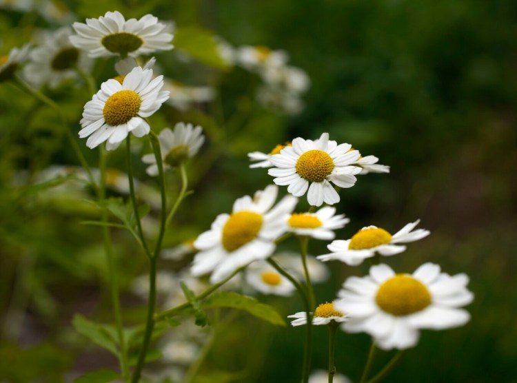 CAPE ELIZABETH, ME - JULY 10: Feverfew in Tom Atwell's garden in Cape Elizabeth on Friday, July 10, 2020. (Staff Photo by Gregory Rec/Staff Photographer)