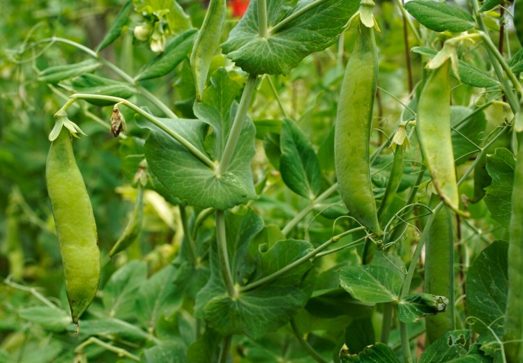 Peas growing in columnist Tom Atwell's garden in the summer of 2020.  