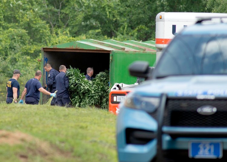 Maine State Police officers load marijuana plants July 21, 2020, into a shipping container on a truck behind Narrow Gauge Distributors in Farmington. 