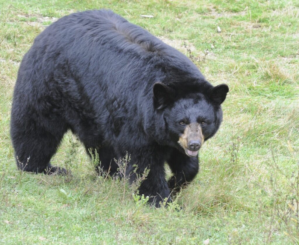 Petition to end bear baiting in Maine is rejected