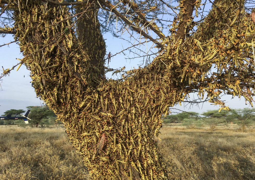 Africa_Locust_Outbreak_Kenya_74271