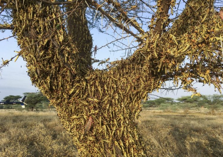 Locusts swarm on a tree in northern Kenya on June 23. The worst outbreak of the voracious insects in Kenya in 70 years is far from over, and their newest generation is now finding its wings for proper flight.