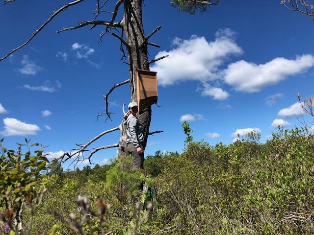 Kennebec Estuary Land Trust Regional Field Team Coordinator Alex Perry installs a bat house from BatBnB at Lilly Pond Community Forest in Bath.