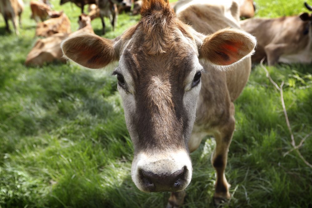 Burger_King_Cows_47406