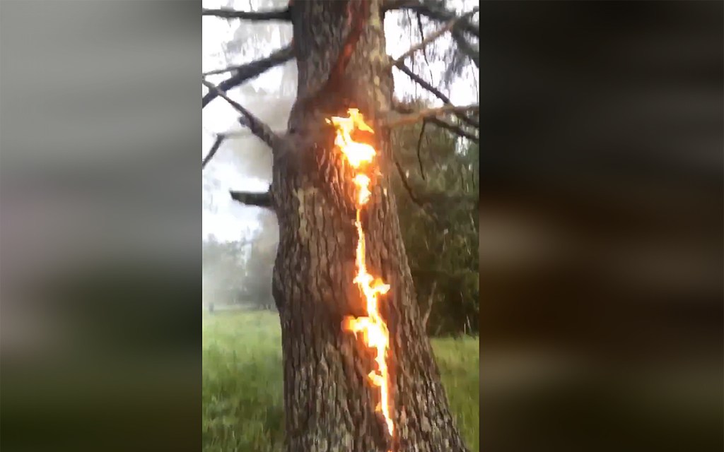 Video Watch A Tree Burn From The Inside After A Lightning Strike 