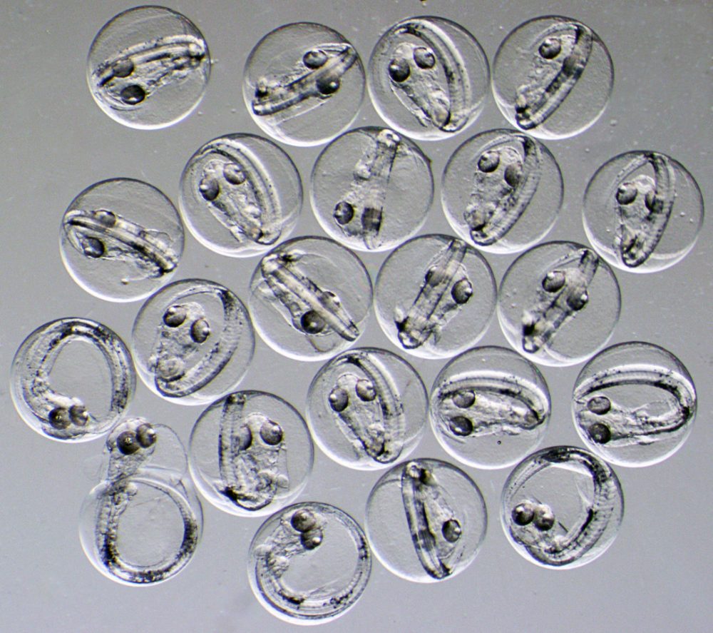 Global_Warming_Fish_86979