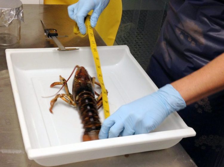 Researchers prepare to dissect a specimen during a 2014 pilot study at the Shaw Institute in Blue Hill of the presence of microplastics in lobster. A follow-up study is in the design stage this summer. 