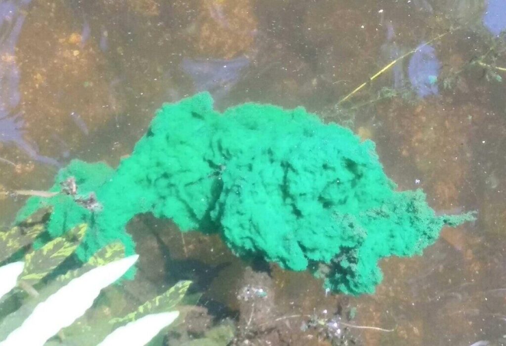 Toxic algae in Hinckley Park ponds