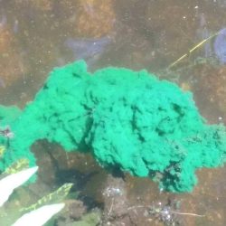 Toxic algae in Hinckley Park ponds