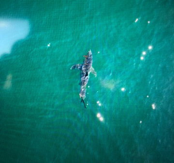 State confirms sighting of great white shark off Bailey Island, urges  caution in wake of fatal attack