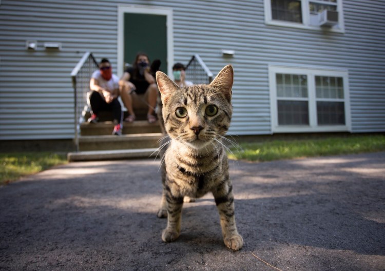 Covi, a young cat who showed up at the home of Richard Reynolds and Sosanya Pok in Scarborough.