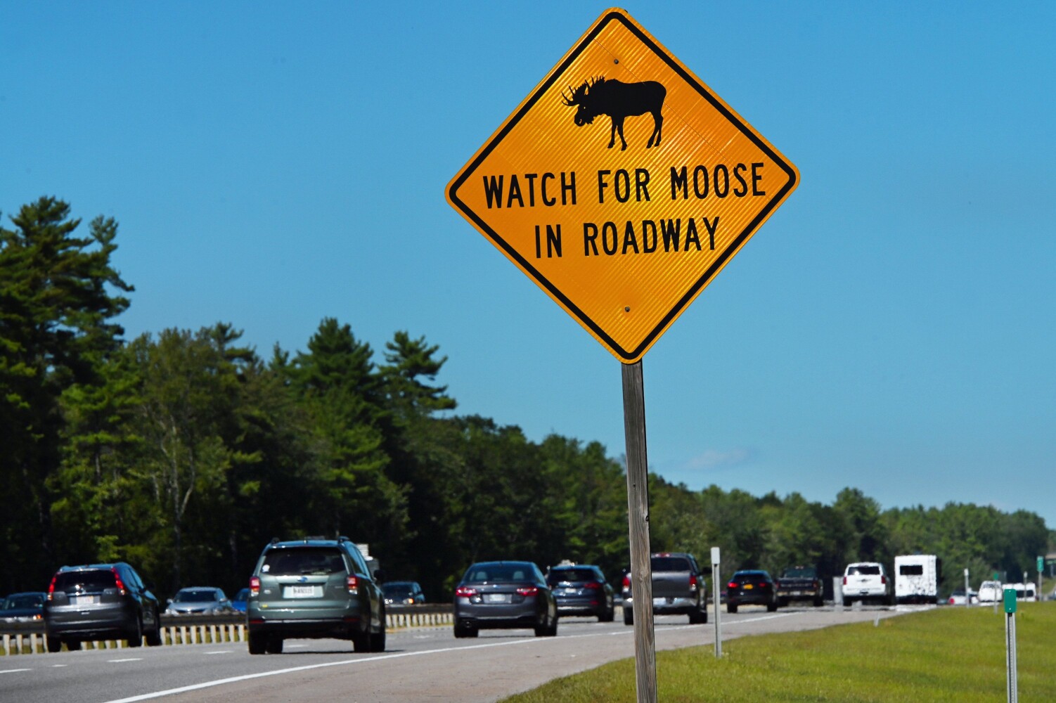 Traffic sign - Wild animal crossing road symbol in red triangle