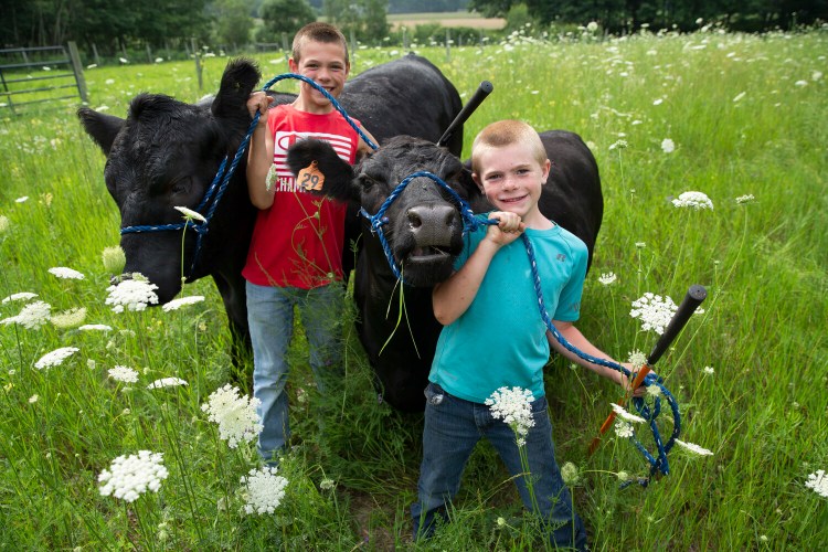 Ryan Tammaro, 10, left, and his brother Ben, 8, with  Charlie, an 18 month-old Angus steer and Abby, a two year-old Aberdeen cow, at Down Home Farm in Cape Elizabeth. The four fairs the boys where the boys would have shown their animals, the Topsham Fair, Ossipee Valley Fair, Cumberland Fair and the Fryeburg fair, were canceled this year because of the coronavirus pandemic.