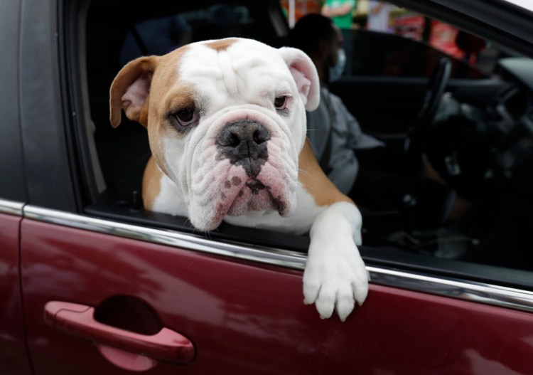 Zeus looks out of the car window as his owner picks up pet food at a Miami-Dade County Animal Services Department Drive-Thru Pet Food Bank on June 4 at Lake Stevens Park in Miami Gardens, Fla. 