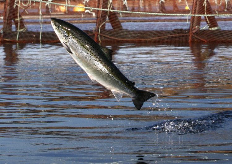 An Atlantic salmon leaps out of the water at a Cooke Aquaculture farm pen near Eastport, Maine, in 2008. President Trump is hoping to dramatically increase aquaculture in the U.S., including expanding the long controversial sector of offshore aquaculture.
