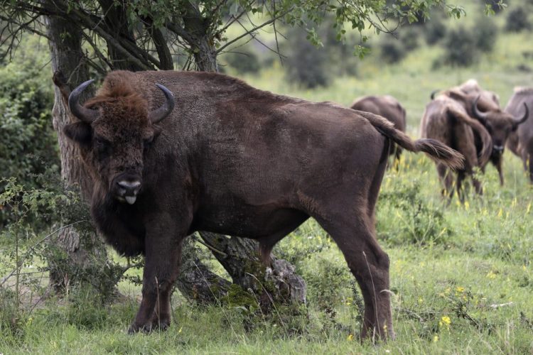 A bison rubs against a bush at a wildlife sanctuary in Milovice, Czech Republic, on July 17.

