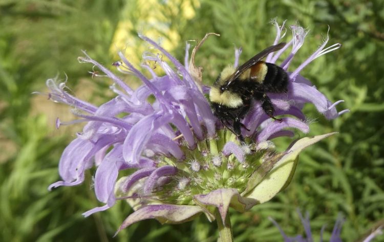 A rusty patched bumblebee is shown in Minnesota in 2016.