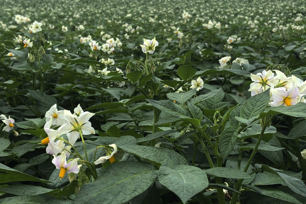 Maine_Drought_Potatoes_49737