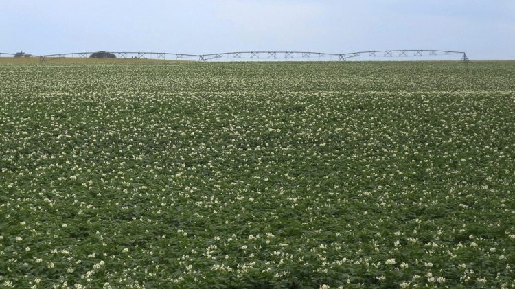 Fields are covered with flowering potato plants on July 19 near Fort Fairfield, Maine. The vast majority of Maine's thousands of acres of potato farms are located in Aroostook County in northern Maine, which is experiencing the driest summer on record.