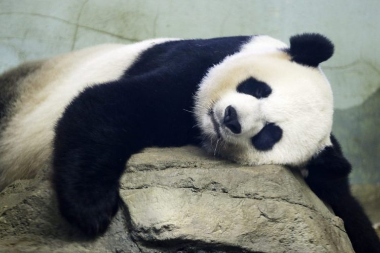 The Smithsonian National Zoo's giant panda Mei Xiang, shown taking a snooze in 2015, has delivered a cub. 