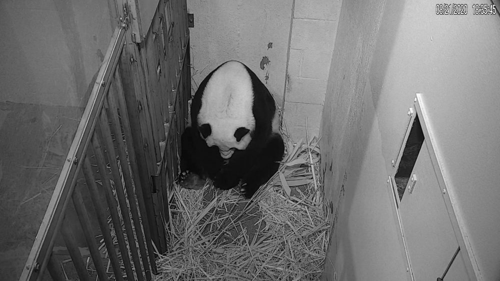Nation's_Capitol_Baby_Panda_63111