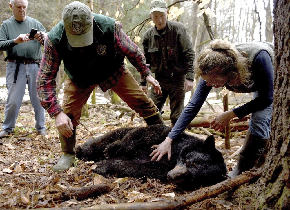 Spared_Bear_Cubs_25808