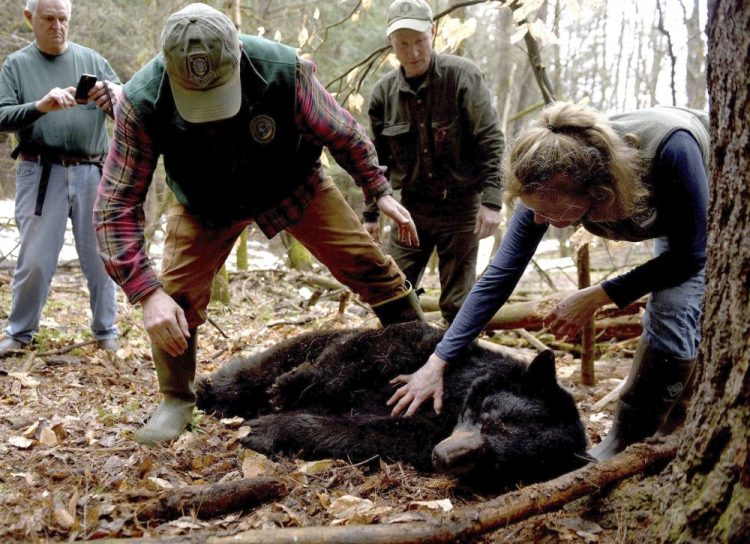 Andrew Timmins, the bear project leader with the New Hampshire Department of Fish and Game, steps over Mink the bear when she was tranquilized in April 2018. At right is Nancy Comeau, of the USDA wildlife services. 