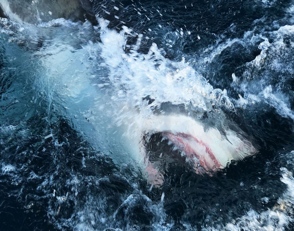Virus_Outbreak_-_TV_Shark_Week_51761