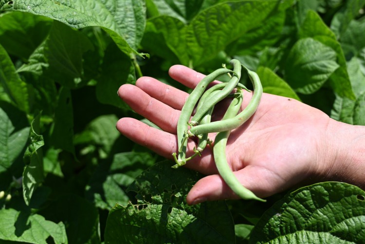 Beans are easy to grow, and you can keep yourself in freshly picked ones all summer long. 