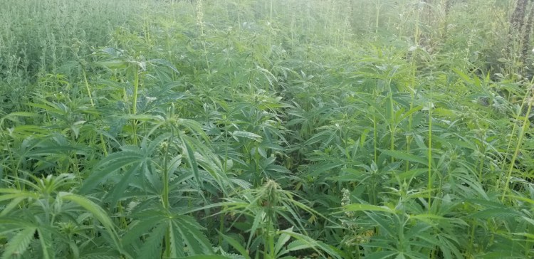 A field of hemp grown for its grain grows at Silver Highlands Farm in Plymouth. 