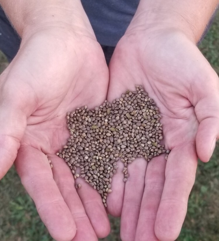 Farmer Colleen Maguire of Silver Highlands Farm in Plymouth holds a handful of hemp grain, which can be pressed to produce hemp oil or dehulled to produce hemp hearts.