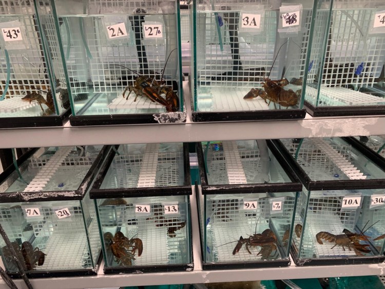 University of Maine researchers studied how young female lobsters exposed to projected end-of-century Gulf of Maine conditions – 68 degrees instead of today's average of 60, with a pH of 7.7 instead of 8 – coped with a stressful event like a sudden heat wave and fought off a disease like gaffkemia, a wasting disease that once bedeviled Maine's lobster pound operators.