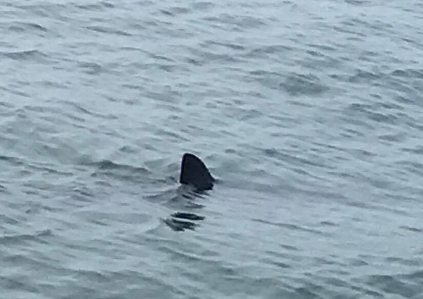Great white shark sighting confirmed after several people see fins off  Wells Beach