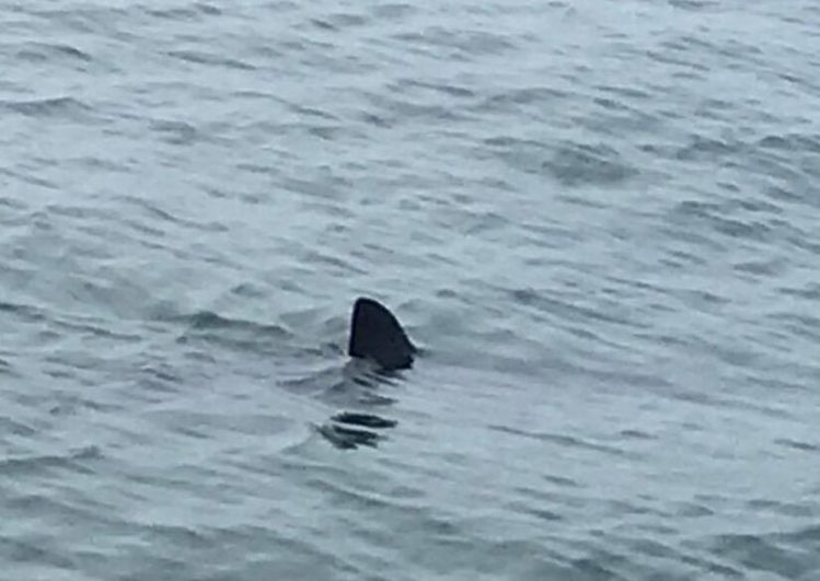 A photo posted by Wells police shows the dorsal fin of a shark spotted Thursday swimming off Wells Harbor.