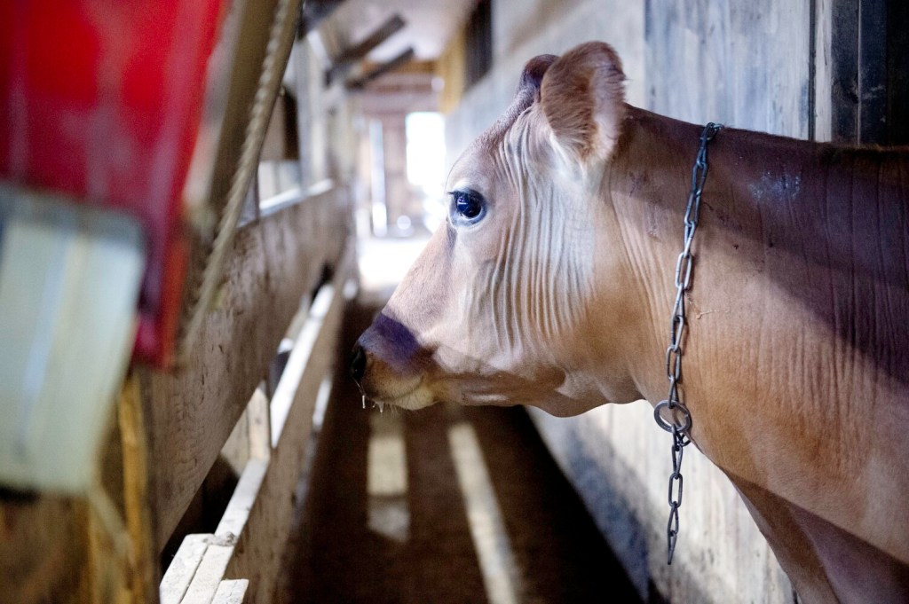 Cow Comfort in Cold Weather - Maine Dairy Promotion Board