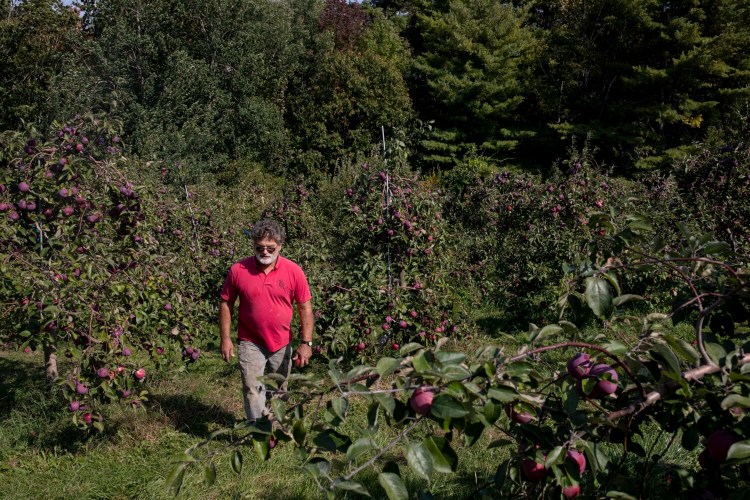 Doles Orchard owner Earl Bunting walks through a part of his orchard in Limington on Thursday. Bunting installed drip irrigation this summer for his apples, at a cost of thousands of dollars. Bunting, who has been growing apples in Maine for over 30 years, said that this is the worst drought he has ever seen. “It was so dry in early July I looked at my wife and said, ‘We have to spend money on irrigation or these apples will be worth nothing,'” Bunting said.