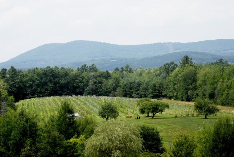 The view of the vineyard from the barn at Cellardoor Winery in Lincolnville. 