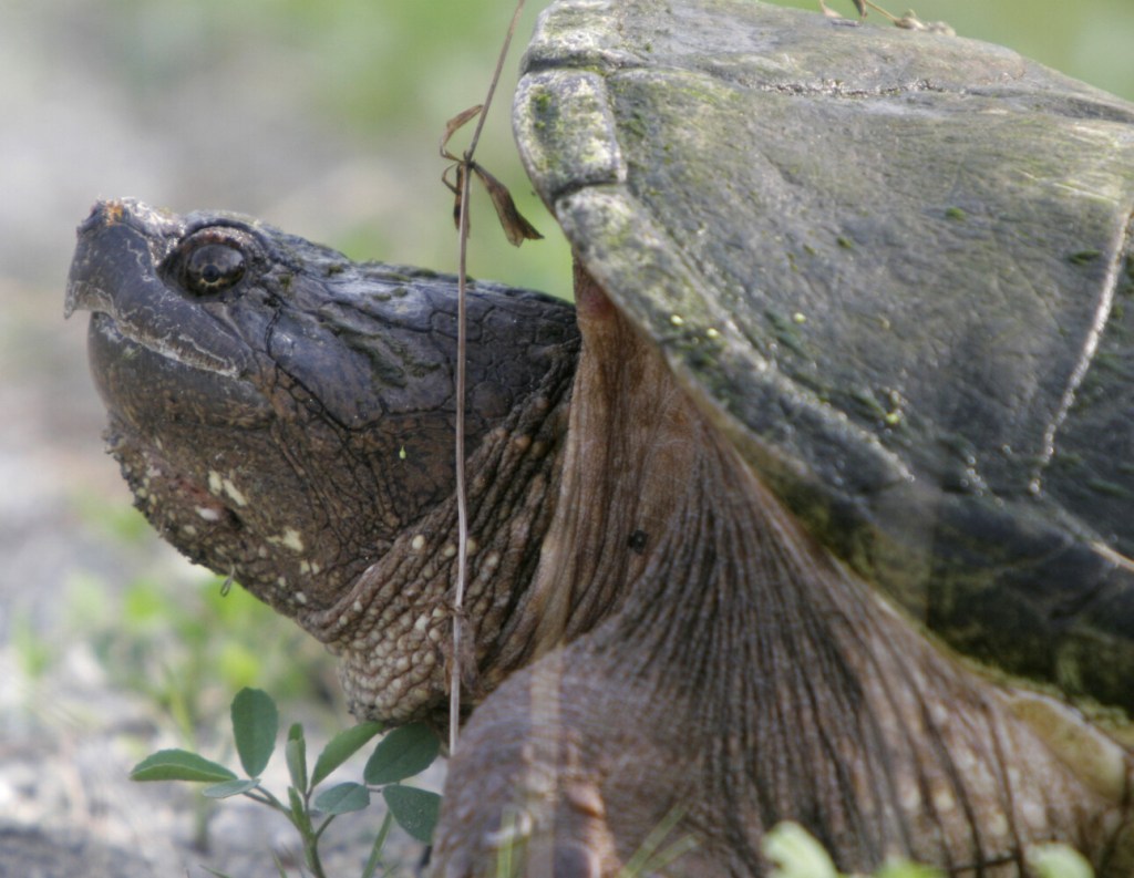 Ask Maine Audubon: Why do baby snapping turtles hatch in the fall?