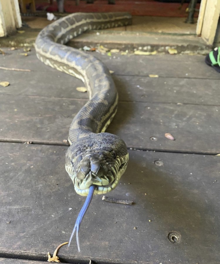 Australia_Snakes_in_the_Ceiling_54070